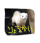 我が家の動物たち（個別スタンプ：5）