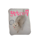 我が家の動物たち（個別スタンプ：11）