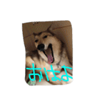 我が家の動物たち（個別スタンプ：13）