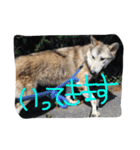 我が家の動物たち（個別スタンプ：14）