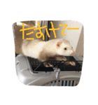 我が家の動物たち（個別スタンプ：16）