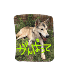 我が家の動物たち（個別スタンプ：17）
