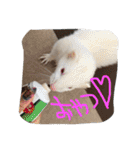 我が家の動物たち（個別スタンプ：19）