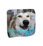 我が家の動物たち（個別スタンプ：20）