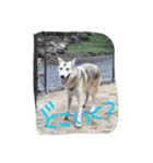 我が家の動物たち（個別スタンプ：21）