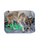 我が家の動物たち（個別スタンプ：22）