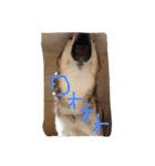 我が家の動物たち（個別スタンプ：25）