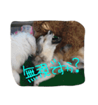我が家の動物たち（個別スタンプ：27）