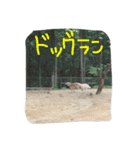 我が家の動物たち（個別スタンプ：28）