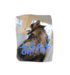 我が家の動物たち（個別スタンプ：29）