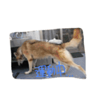 我が家の動物たち（個別スタンプ：30）