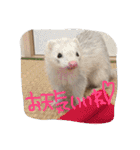 我が家の動物たち（個別スタンプ：31）