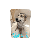 我が家の動物たち（個別スタンプ：32）