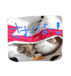 我が家の動物たち（個別スタンプ：33）