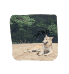 我が家の動物たち（個別スタンプ：35）