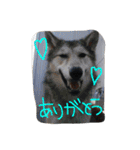 我が家の動物たち（個別スタンプ：36）