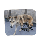 我が家の動物たち（個別スタンプ：37）