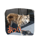 我が家の動物たち（個別スタンプ：38）