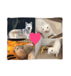 我が家の動物たち（個別スタンプ：40）