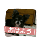 我が家のアイドル チワワきき（個別スタンプ：1）