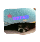 我が家のアイドル チワワきき（個別スタンプ：8）