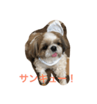 shihtzu joy 3（個別スタンプ：1）