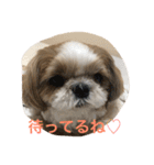 shihtzu joy 3（個別スタンプ：2）