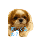 shihtzu joy 3（個別スタンプ：3）