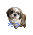 shihtzu joy 3（個別スタンプ：5）