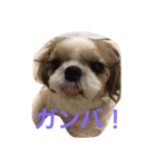 shihtzu joy 3（個別スタンプ：6）