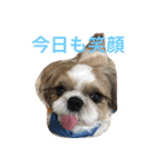 shihtzu joy 3（個別スタンプ：7）