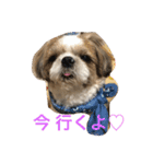 shihtzu joy 3（個別スタンプ：8）