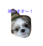 shihtzu joy 3（個別スタンプ：9）