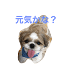 shihtzu joy 3（個別スタンプ：10）