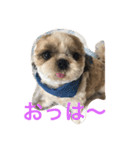 shihtzu joy 3（個別スタンプ：11）