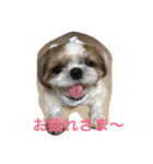 shihtzu joy 3（個別スタンプ：12）