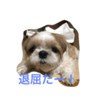 shihtzu joy 3（個別スタンプ：13）