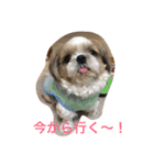 shihtzu joy 3（個別スタンプ：14）