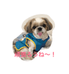 shihtzu joy 3（個別スタンプ：16）