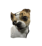 Chihuahua Dog.（個別スタンプ：1）