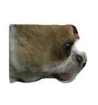 Chihuahua Dog.（個別スタンプ：2）