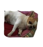 Chihuahua Dog.（個別スタンプ：3）