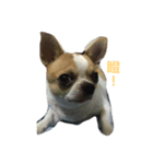 Chihuahua Dog.（個別スタンプ：4）
