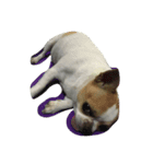 Chihuahua Dog.（個別スタンプ：5）