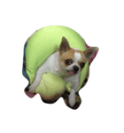 Chihuahua Dog.（個別スタンプ：6）