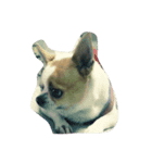 Chihuahua Dog.（個別スタンプ：7）