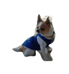Chihuahua Dog.（個別スタンプ：8）