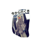 ときどき田川弁なオカメ（個別スタンプ：8）