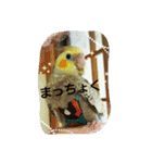 ときどき田川弁なオカメ（個別スタンプ：11）