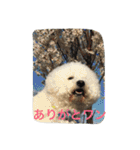 ひとことメッセージ 犬バージョン part1（個別スタンプ：2）